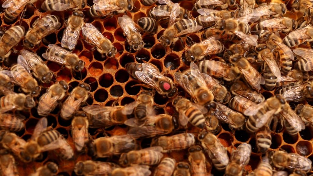 Bee Alert: 5 Million Bees Fall Off Truck Near Toronto