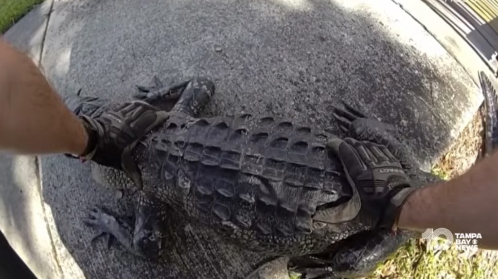 Florida man and sheriff's deputy shoos an alligator off busy