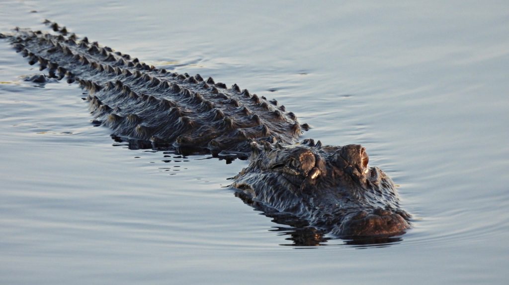 Hero alligator attacks fleeing dwi suspect, slowing him down for