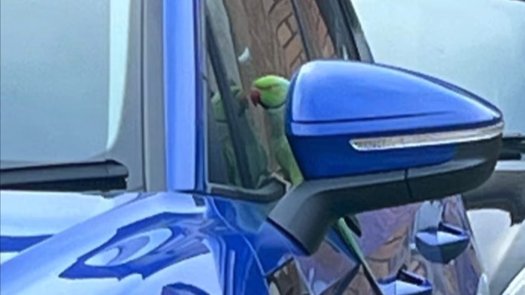 Rogue Parakeet Carries Out Potentially Unstoppable Campaign Of Automobile Damage Rogue parakeet carries out potentially unstoppable campaign of car damage